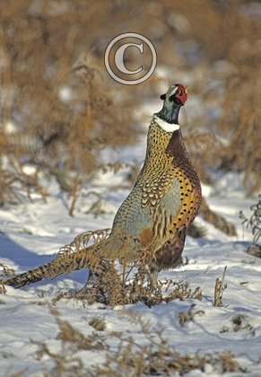 Cock Pheasant in the Snow 3